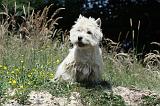 WESTIE 263